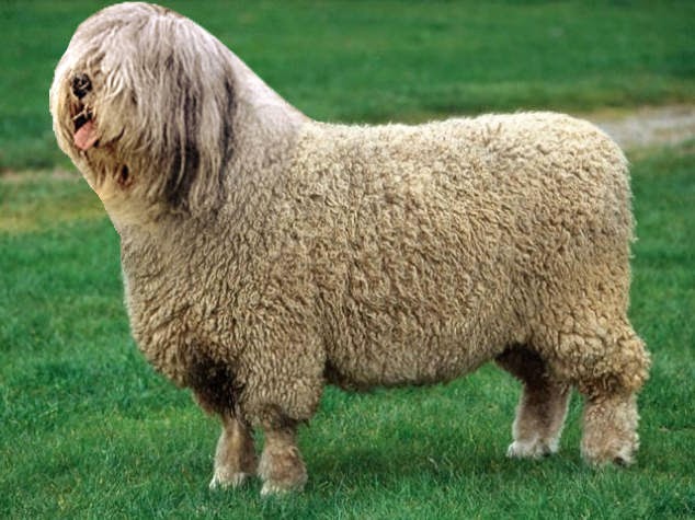 23-Sheepdog-reddit-Animal-Mashups-Lovely-or-Scary-www-designstack-co.jpeg