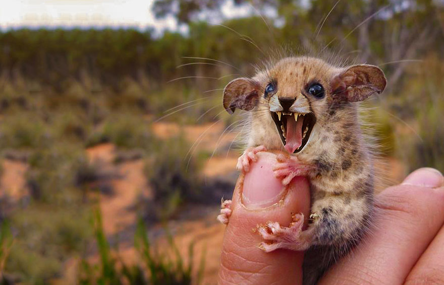 animal-hybrids-142.jpg