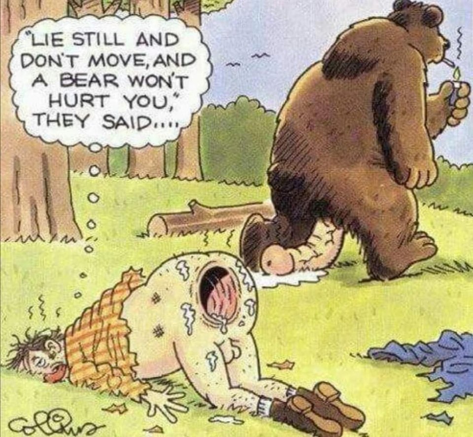 bear.jpg