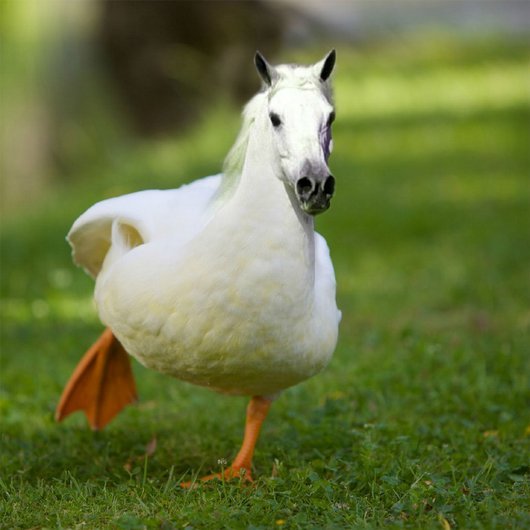 Funny-Photoshopped-Duck-With-Horse-Face-Photo-For-Facebook.jpg