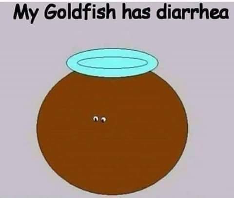 goldfish.jpg