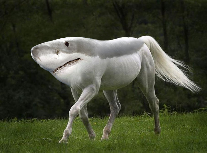 photoshopped-animals-gyyp-10.jpg