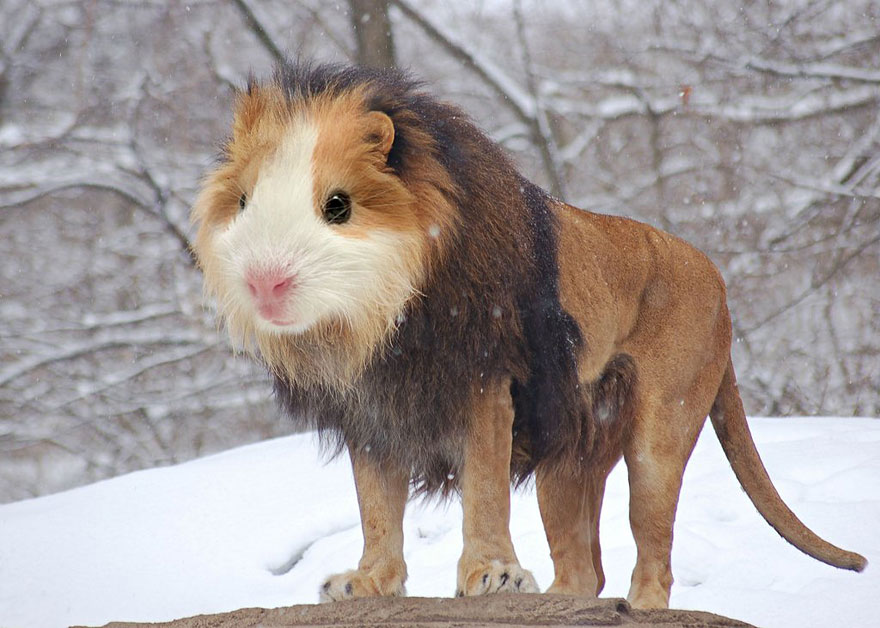 photoshopped-animals-gyyp-6.jpg