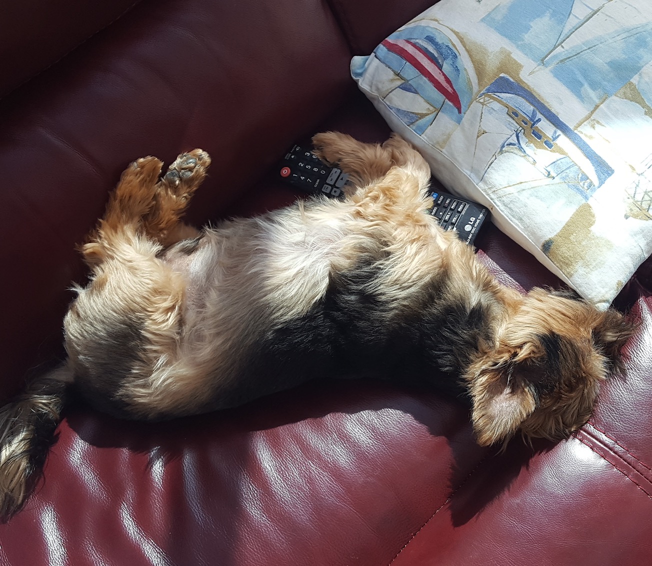 terrier.jpg