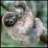 Sloth31
