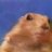 chipmunk82