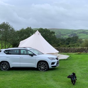 Glamping w dog